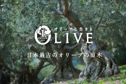 日本最古のオリーブの原木