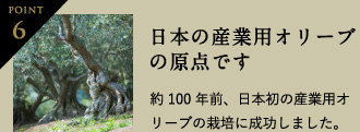 Point6 日本の産業用オリーブの原点です