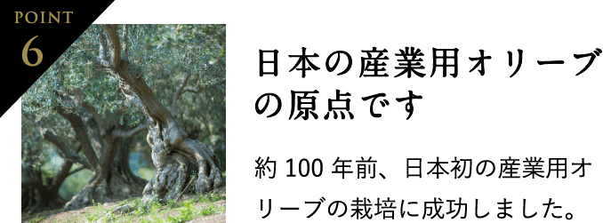 Point6 日本の産業用オリーブの原点です